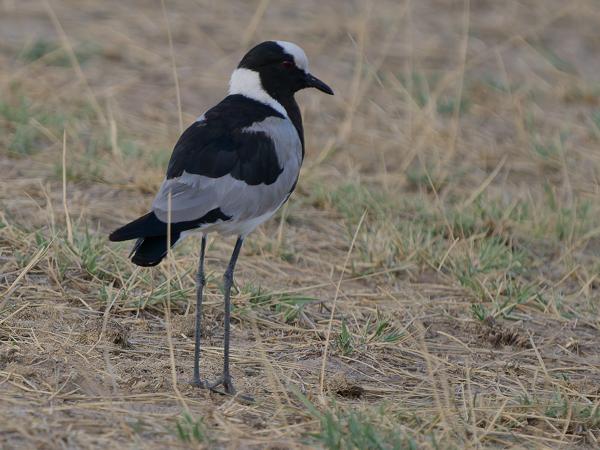 <h3><a href="/trips/tanzania/biota/animalia/chordata/aves/024 charadriiformes/009 charadriidae/vanellus armatus/vanellus armatus-nl.html">Vanellus&nbsp;armatus</a> / Blacksmith&nbsp;lapwing / Smidsplevier</h3>OM-1 Mark II met OLYMPUS M.150-400mm F4.5, 1/2000 sec  bij F4.5, ISO 1000, afstand 21.3&nbsp;m